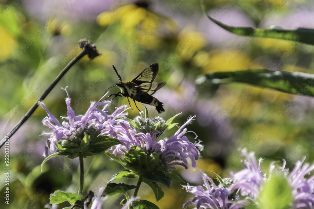 Hummingbird Moth Hummingbird Moth