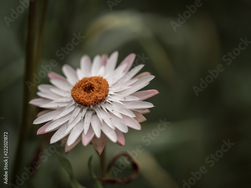 blume