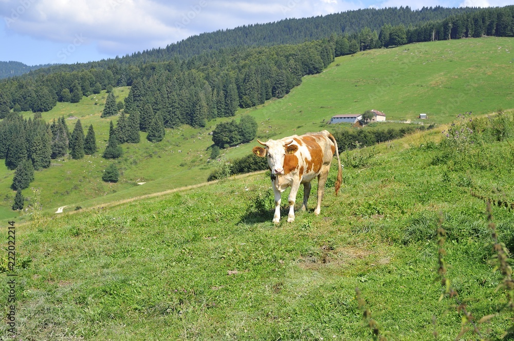 Vacche italiane al pascolo in montagna in Italia, mangiano erba e bevono acqua dalla pozzanghera