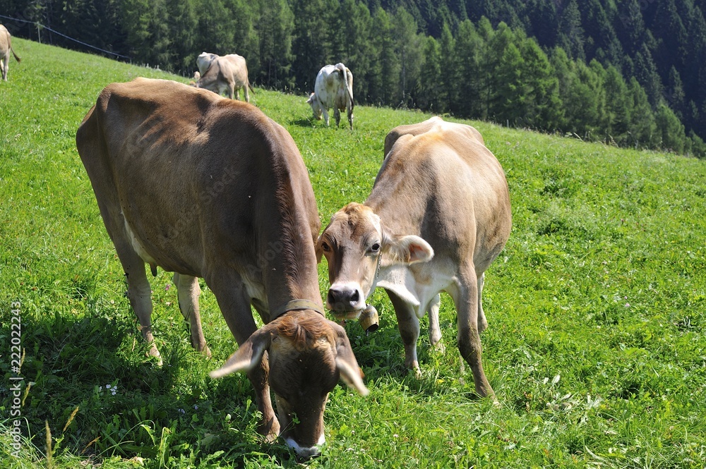 Φωτογραφία Vacche italiane al pascolo in montagna in Italia, mangiano erba e bevono acqua d