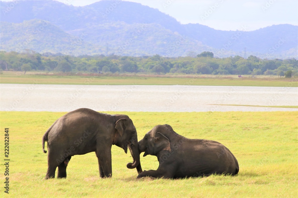 二匹の象の求愛