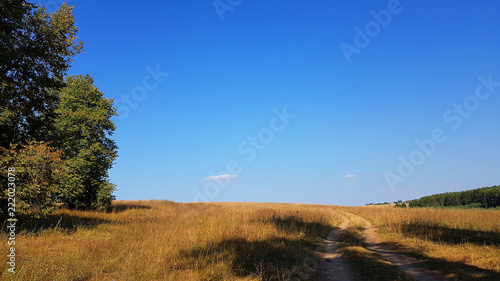 Field of road trees under the blue sky