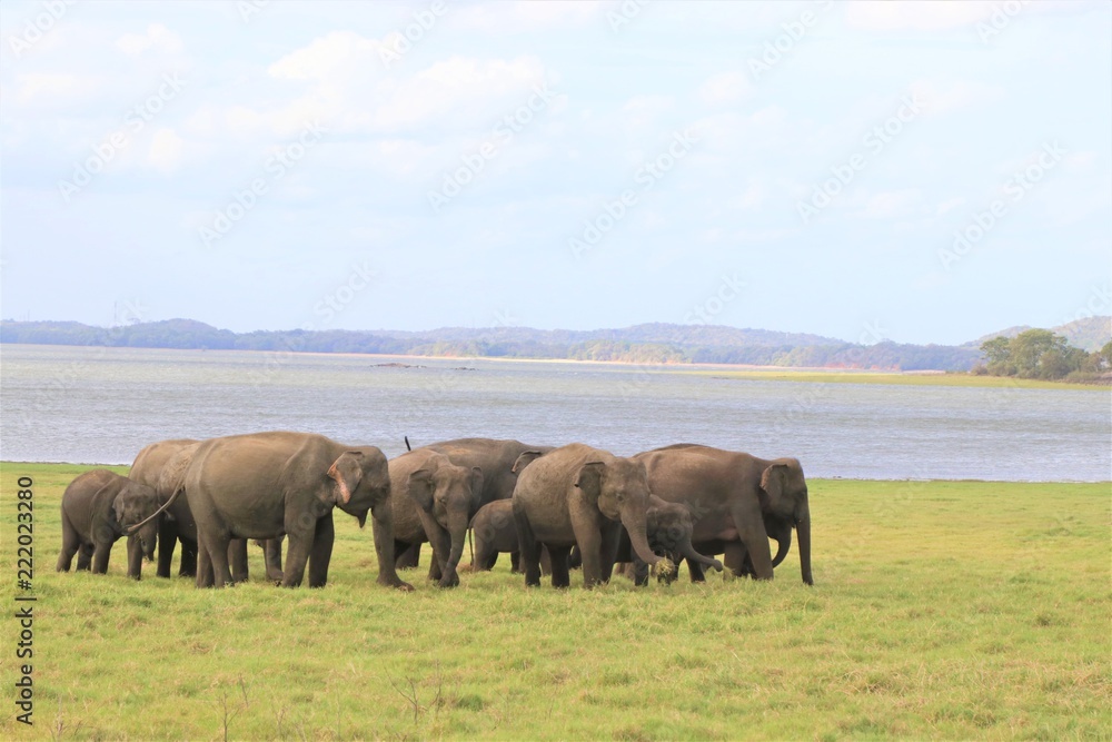 野生の象の群れ