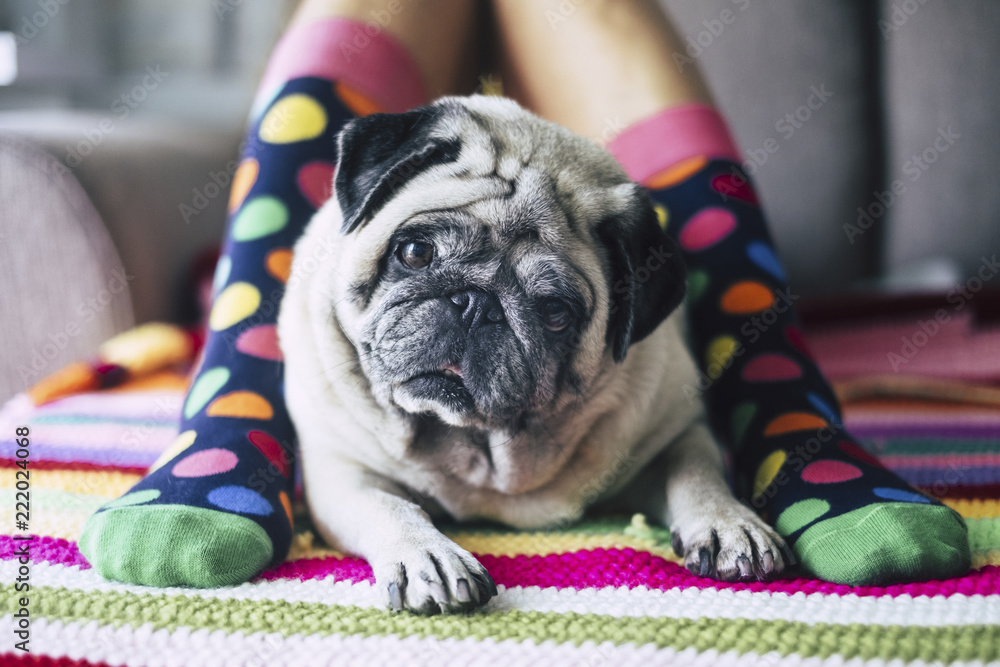 Φωτογραφία funny concept of friendship forever with happy young girl with crazy colored socks and creamy pug dog in the middle of her legs laying and looking curiously at the camera