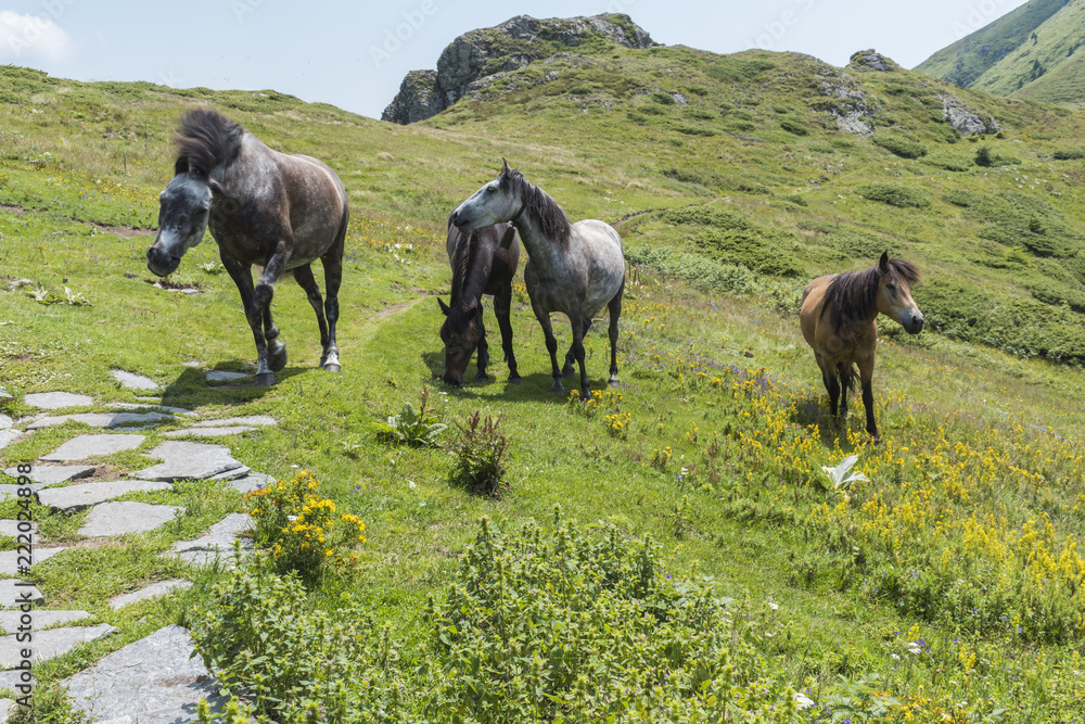 Fototapeta premium Mountain horses to Eho hut. The horses serve to transport supplies from and to the hut.