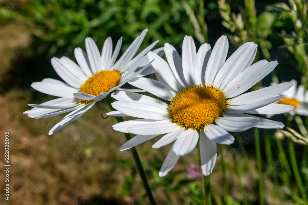 White camomiles. Summer