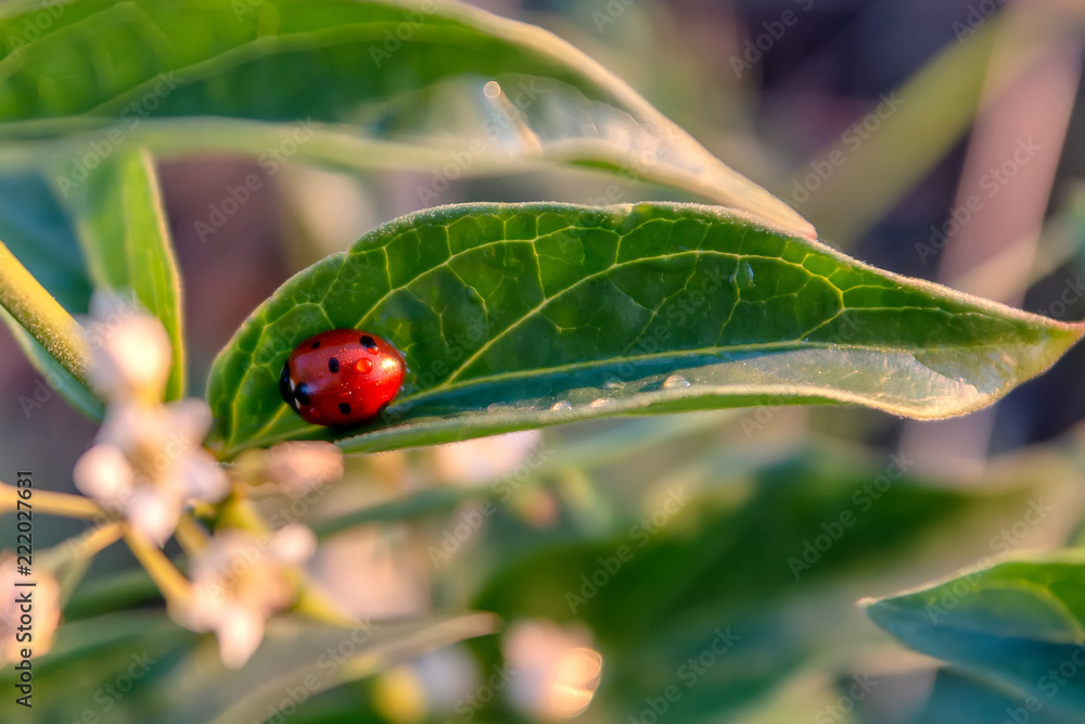 Ladybug on leaf Ladybug on leaf