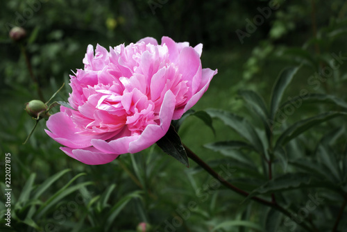 Pale pink peony flower on a green background.