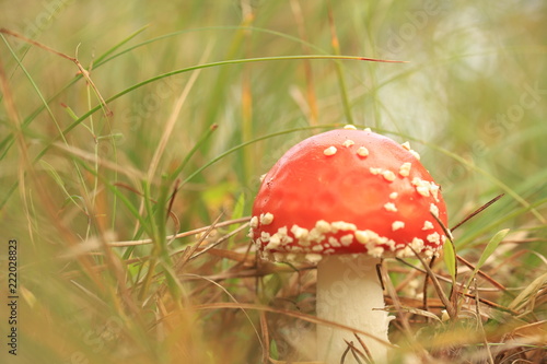 Принти на полотні Amanita toxic mushr