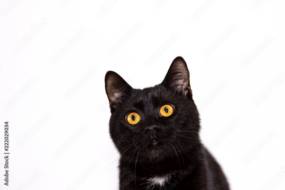 Fotografie Adorable black cat isolated on white background