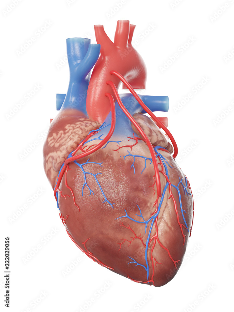 Poster adhésif 3d rendered medically accurate illustration of a heart with 3 bypasses