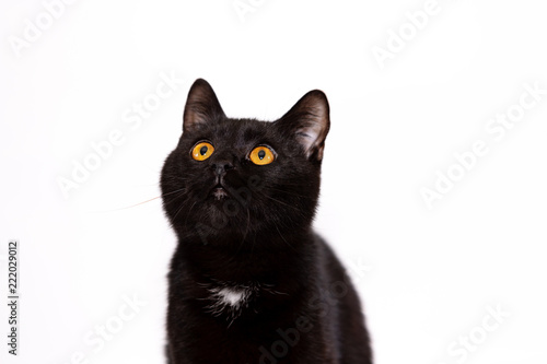 Adorable black cat isolated on white background