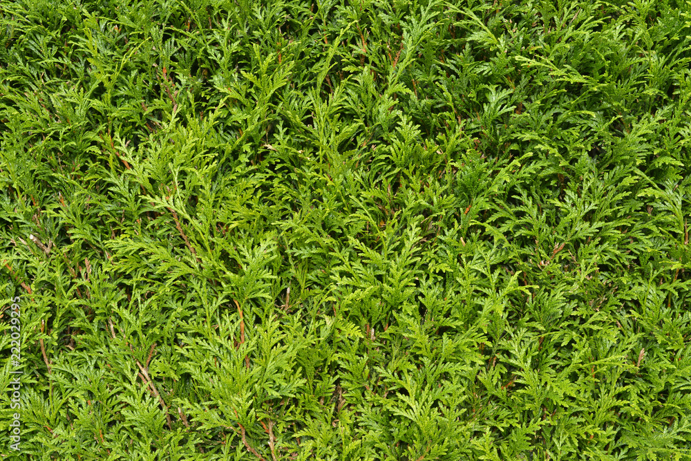 Fond de thuyas bien verts Fond de thuyas bien verts