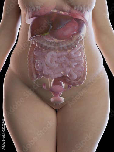 3d rendered medically accurate illustration of an obese womens organs