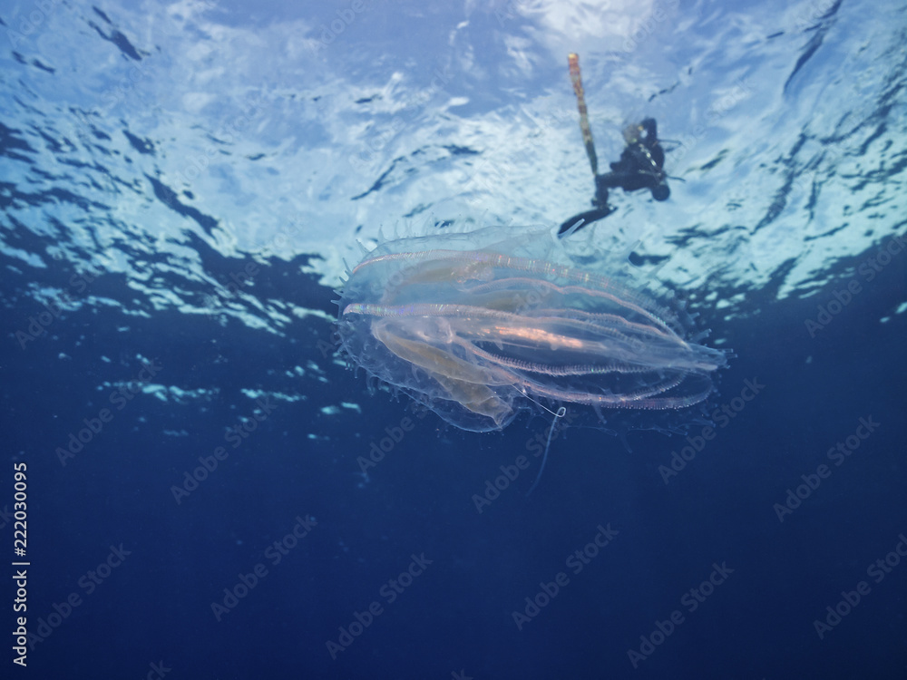 Obraz premium Rippenqualle, Warty comb jelly, (Mnemiopsis leidyi)