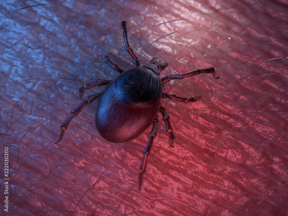 3d rendered illustration of a tick on skin 3d rendered illustration of a tick on skin