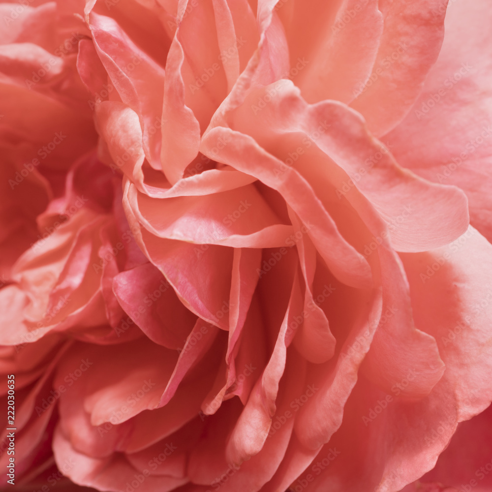 Abstract background from a rose flower close-up. Abstract background from a rose flower close-up.