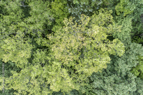 summer aerial view of green forest
