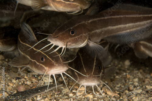 Striped Catfish, Platydoras Armatulus. photo