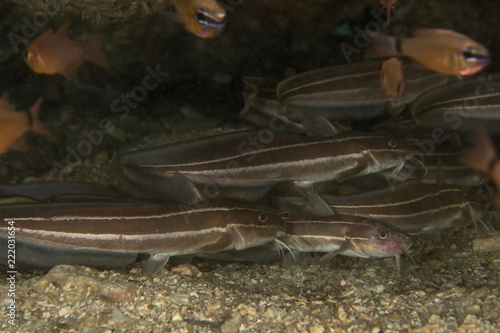 Striped Catfish, Platydoras Armatulus. photo