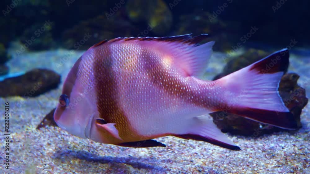 Lutjanus sebae, the emperor red snapper, is a species of snapper native ...