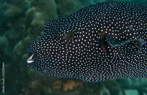 Guineafowl Puffer, Arothron Meleagris. photo