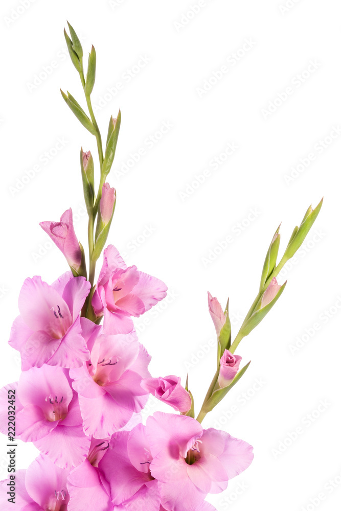 Flowers of sword lily isolated on a white background