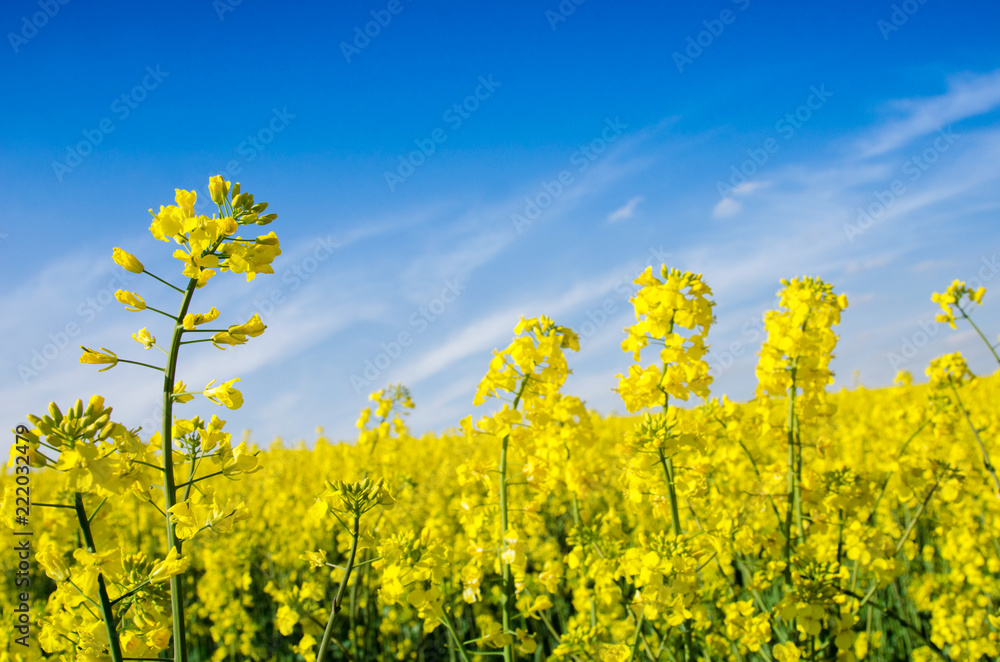 beautiful landscape with a single rape flower in the middle of the field