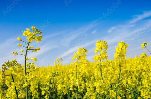 Obraz na płótnie beautiful landscape with a single rape flower in the middle of the field w salonie