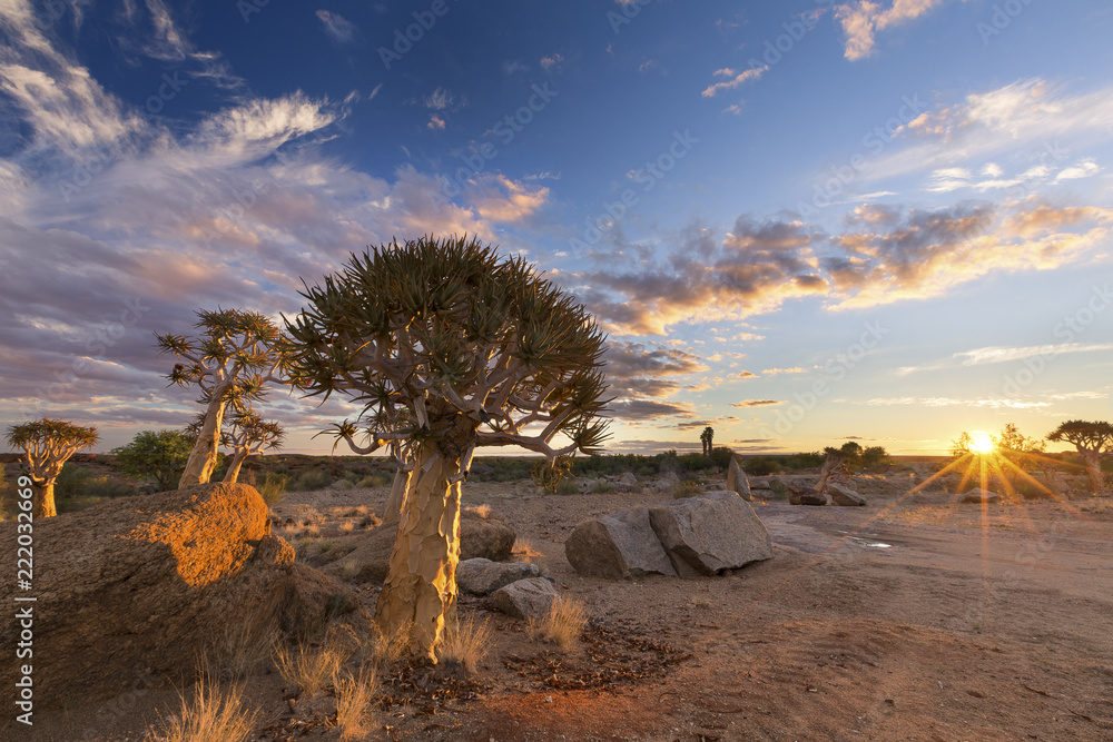 Obraz premium Landscape of a Quiver Tree with sun burst and thin clouds in dry desert artistic conversion