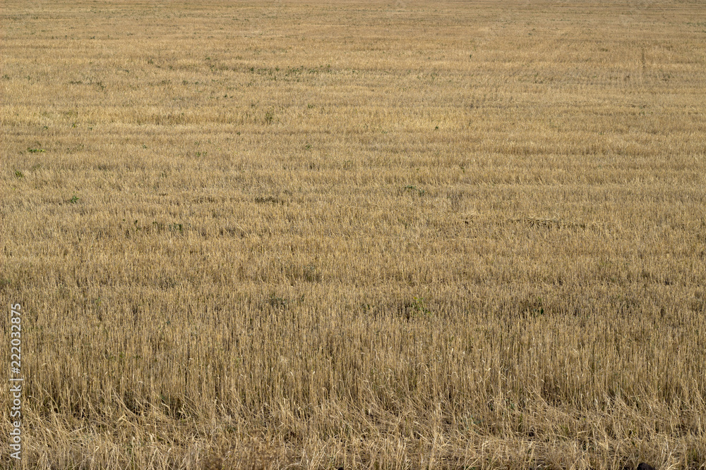 Fototapeta premium sloping field of barley
