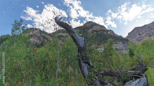 Time-lapse through and aspen grove