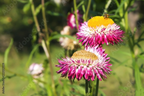 Striped fly on helichrysum everlasting flower