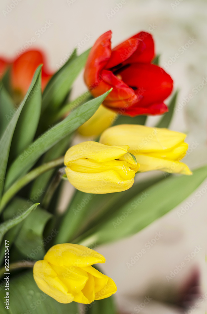 Bouquet of yellow and red tulips Bouquet of yellow and red tulips