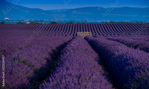 Fototapeta Naklejka Na Ścianę i Meble -  Lavender field in provence france