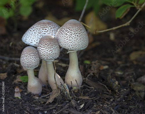 Parasol Mushrooms