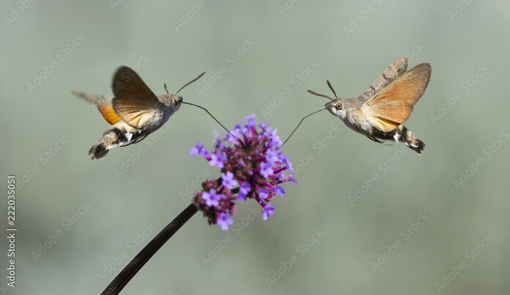 Naklejka premium Hummingbird Hawk Moth (Macroglossum stellatarum) wysysa nektar z kwiatów w ogrodzie