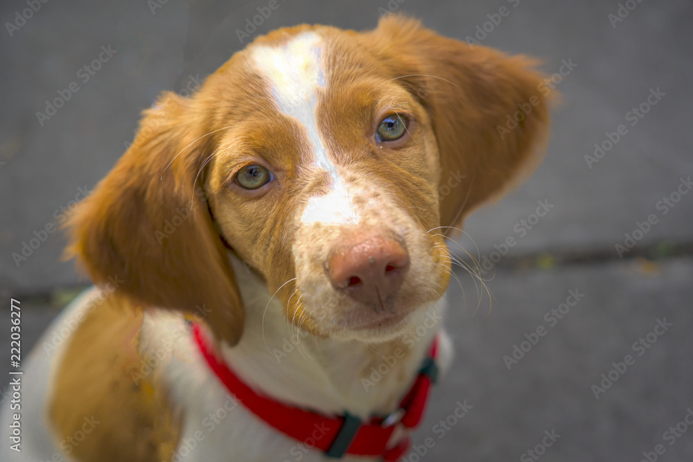 Brittany Spaniel Pup