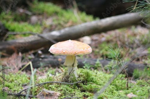 Foto mushroom in forest