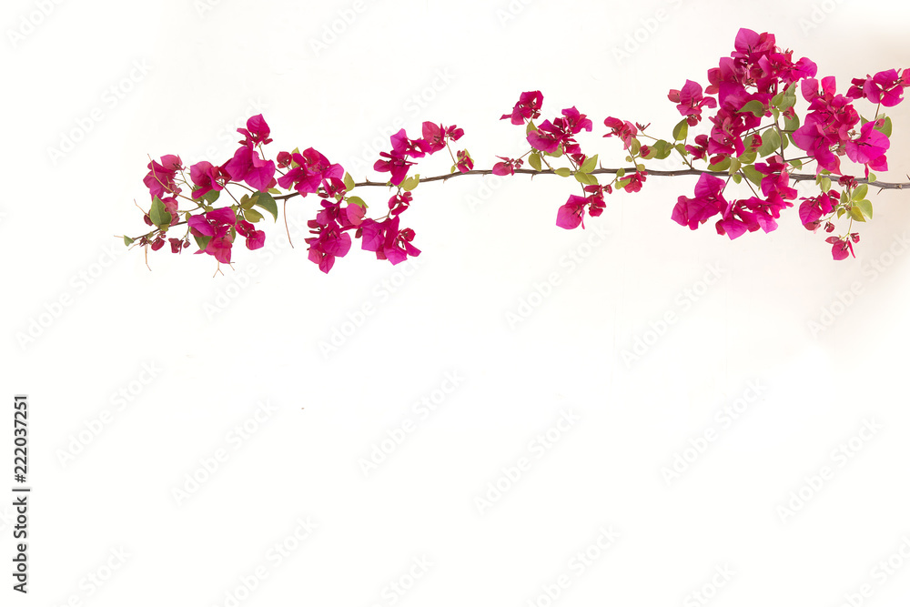 Bougainvilleas on white background.