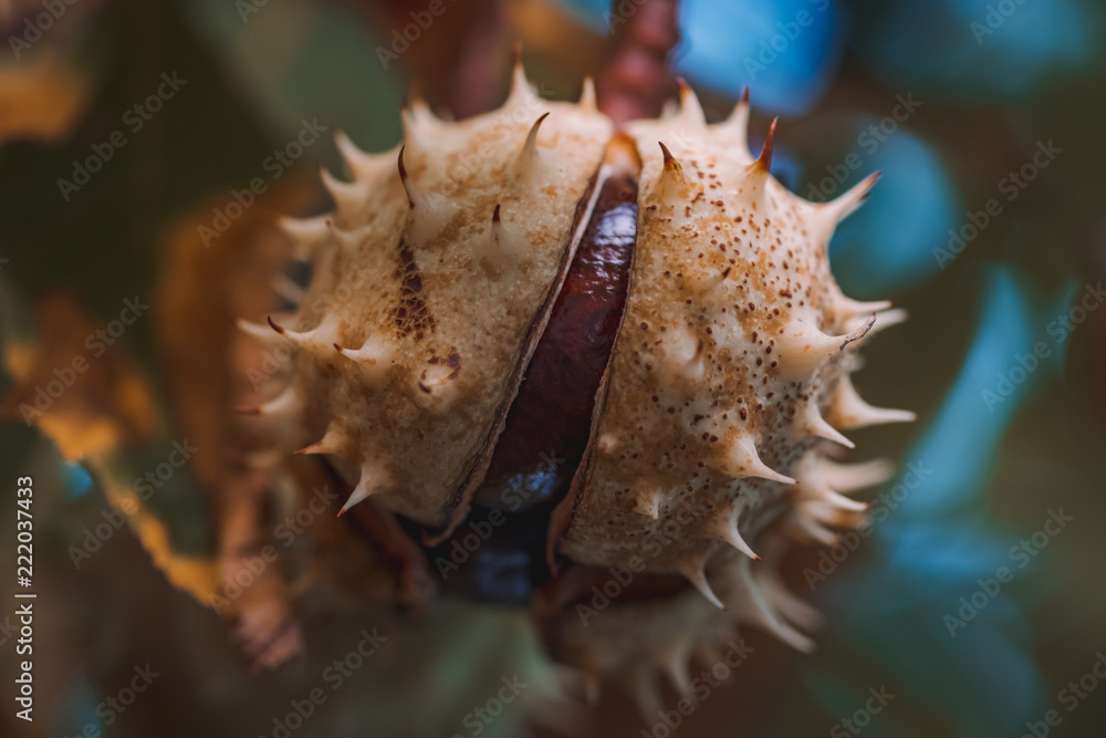 Chestnut on the tree