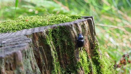 Dor beetle (Geotrupes stercorarius)  photo