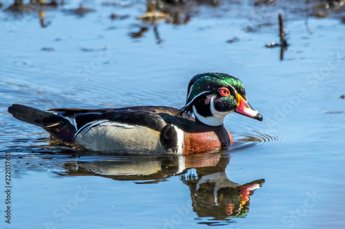 Wood duck in full color 