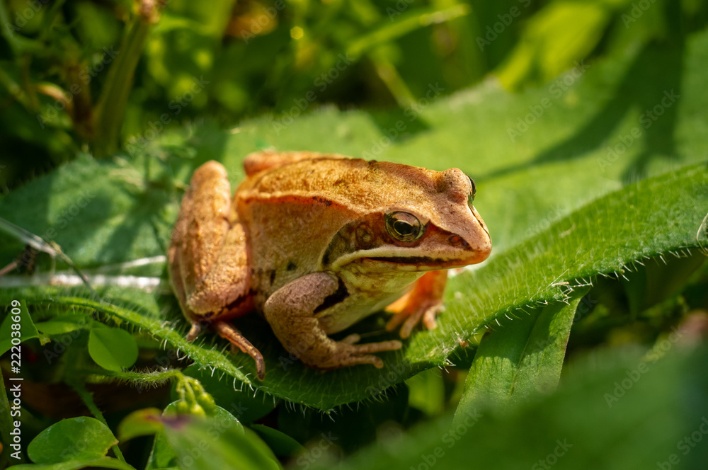 A small frog on green leaves in the garden A small frog on green leaves in the garden