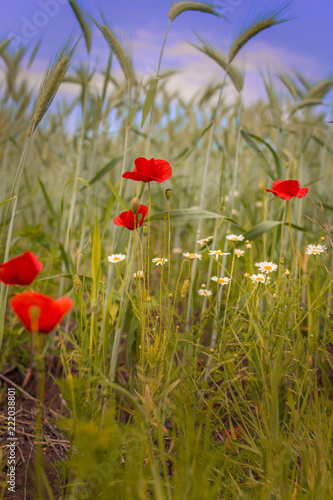 Fototapeta Naklejka Na Ścianę i Meble -  Poppies in a wheat field