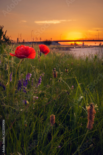 Fototapeta Naklejka Na Ścianę i Meble -  Group of poppies near the road in a morning