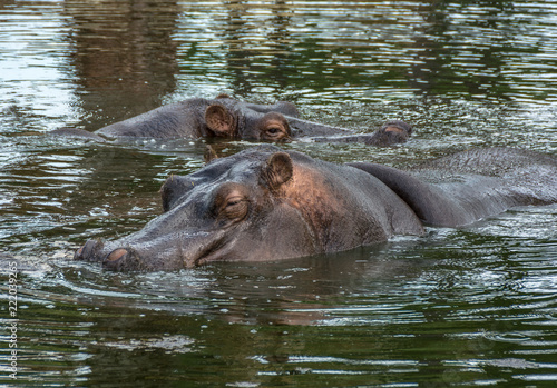Two Hippopotamus, Hippopotamus amphibius, in water in natural conditions