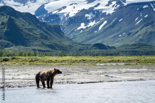 Fotografía Coastal Alaska brown bear wanders along the river, looking and fishing for salmon in Katmai National Park