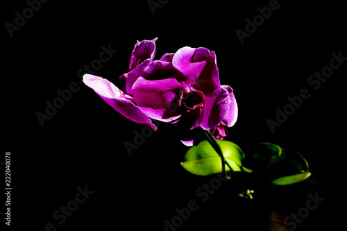 orchid on a black background closeup