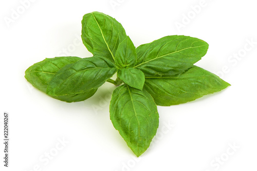 Sweet fresh basil leaf, isolated on white background.